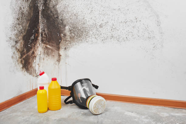 Best Toxic Mold Removal  in Torrington, CT
