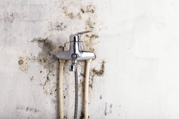 Best Commercial Mold Removal  in Torrington, CT