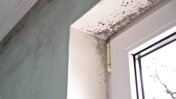 Office Mold Removal Services in Torrington, CT