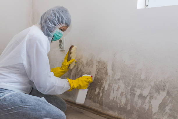 Best Office Mold Removal Services  in Torrington, CT