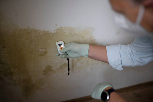 Best Office Mold Removal Services  in Torrington, CT
