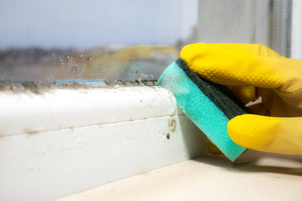 Crawl Space Mold Removal in Torrington, CT