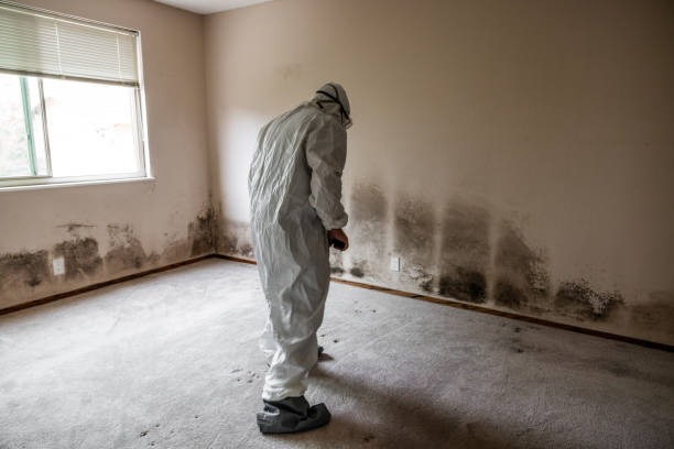 Best Crawl Space Mold Removal  in Torrington, CT