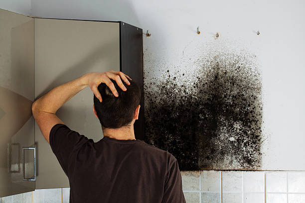 Best Mold Testing  in Torrington, CT