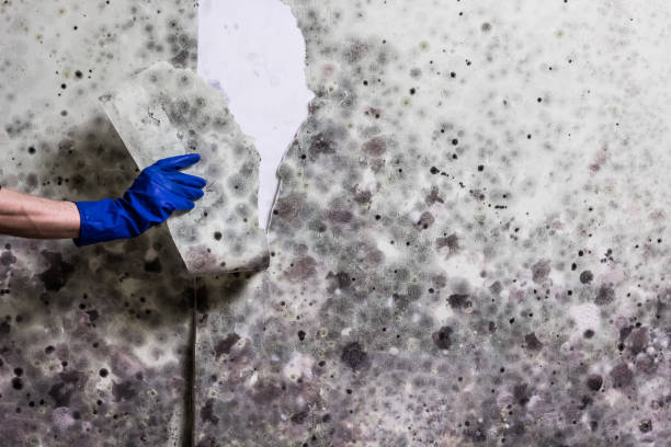 Best Black Mold Removal  in Torrington, CT