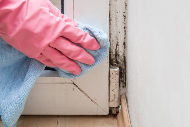 Best Same-Day Mold Removal  in Torrington, CT
