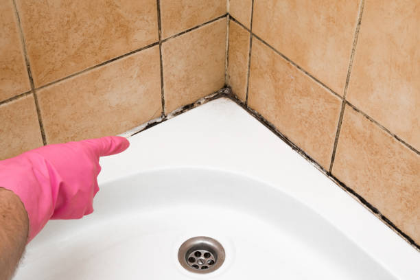 Best Crawl Space Mold Removal  in Torrington, CT