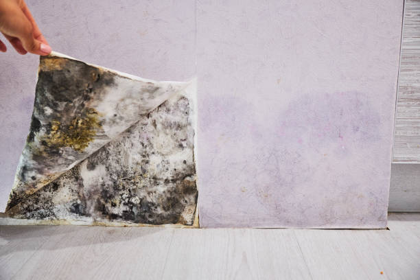 Best Same-Day Mold Removal  in Torrington, CT